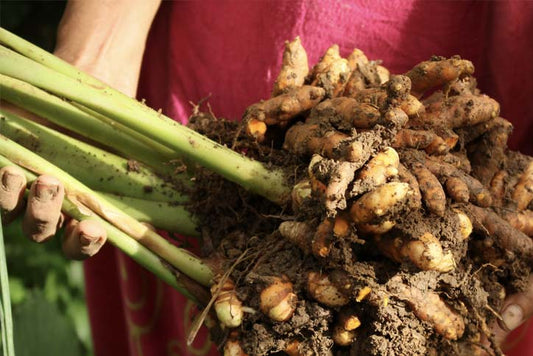 Unlocking the Power of Turmeric: Enhancing Absorption for Maximum Benefits