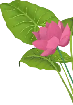 OUR ROOTED TURMERIC STORY